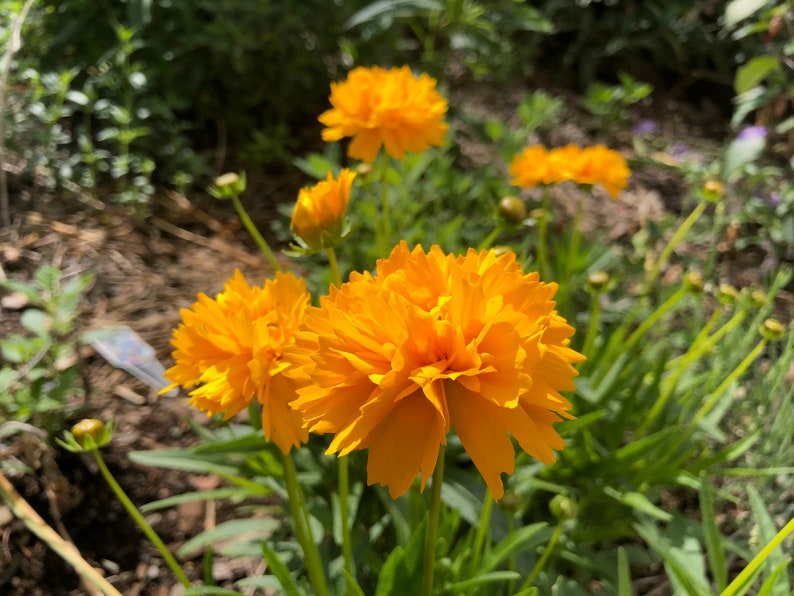 Coreopsis grandiflora Early Sunrise Tickseed image 6