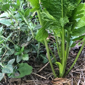 1 Starter Plant of Perennial Horse Radish