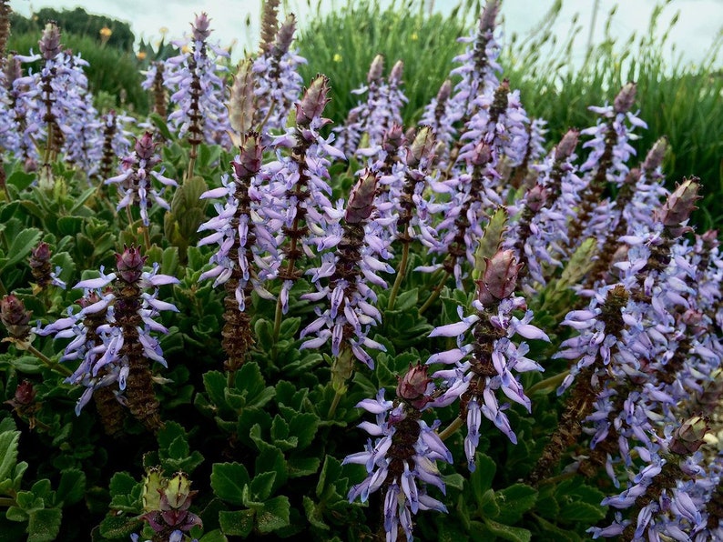 3 Starter Plants of Plectranthus neochilus Perennial Flower image 1