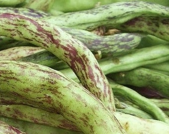 Rattlesnake Pole Bean Seeds 四季豆 - 20 Seeds