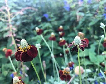 Mexican Hat Ratibida columnifera Prairie coneflower Perennial Flower