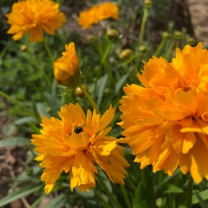 Coreopsis grandiflora Early Sunrise Tickseed image 2