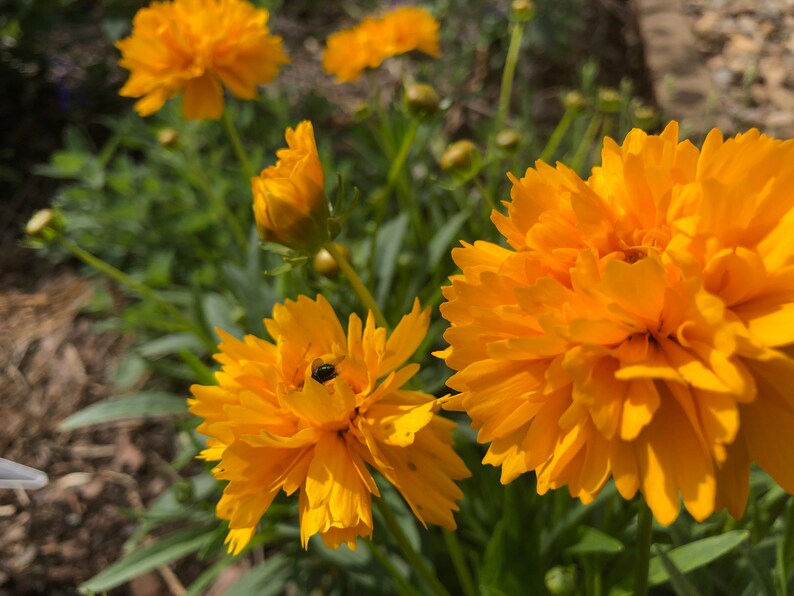 Coreopsis grandiflora Early Sunrise Tickseed image 2