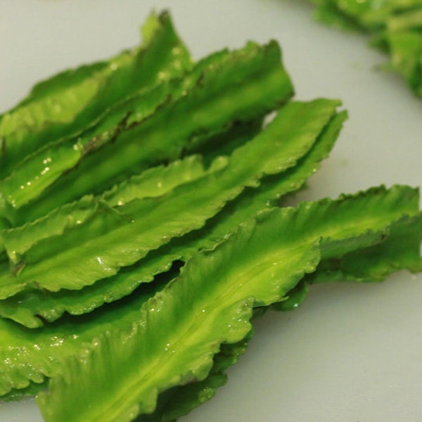 Winged Bean  Seeds 四棱豆 - 15 Seeds