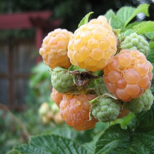 1 Starter Plant of  Perennial Everbearing Fall Gold Raspberry
