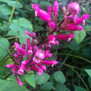 1 Starter Plant of Salvia involucrata Rosebud Salvia Perennial Flower image 9