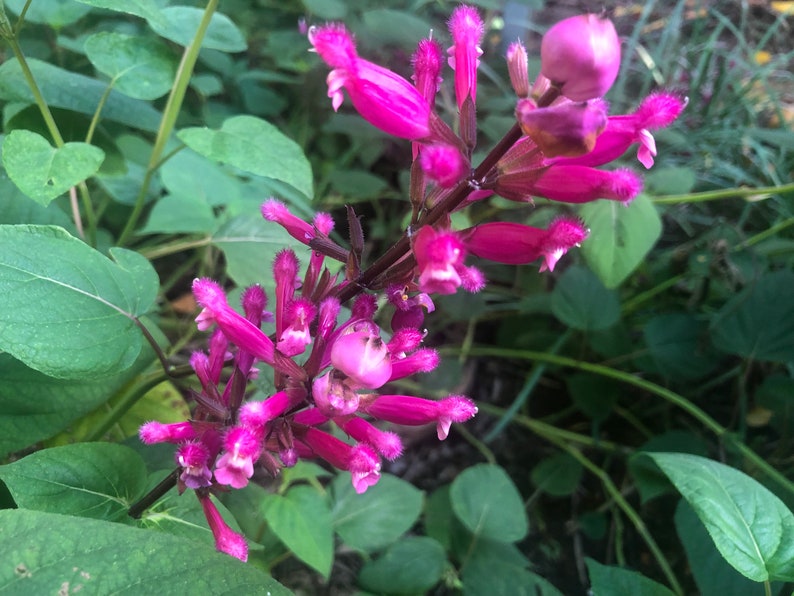 1 Starter Plant of Salvia involucrata Rosebud Salvia Perennial Flower image 9