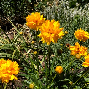 Coreopsis grandiflora Early Sunrise Tickseed image 7