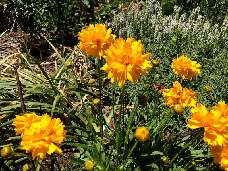 Coreopsis grandiflora Early Sunrise Tickseed image 7