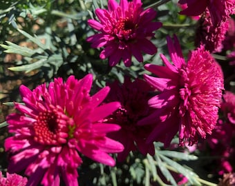 1 Starter Plant of Argyranthemum frutescens Madeira Crested Violet Perennial Flower