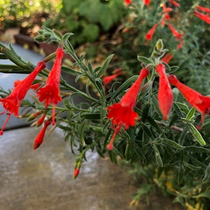 California Fushia Epilobium canum Perennial Flower