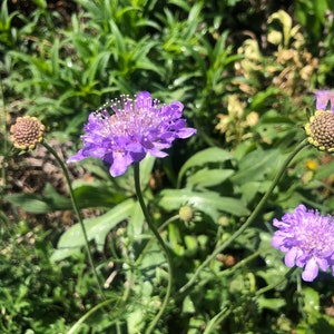 1 Starter Plant of Scabiosa columbaria Butterfly Blue Pincushion Perennial Flower image 4