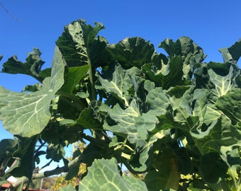 May include: Close-up of a large green leafy plant with a blue sky in the background.
