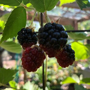 May include: Close-up of ripe blackberries and red raspberries growing on a vine. The berries are hanging from a trellis and are ready to be picked.