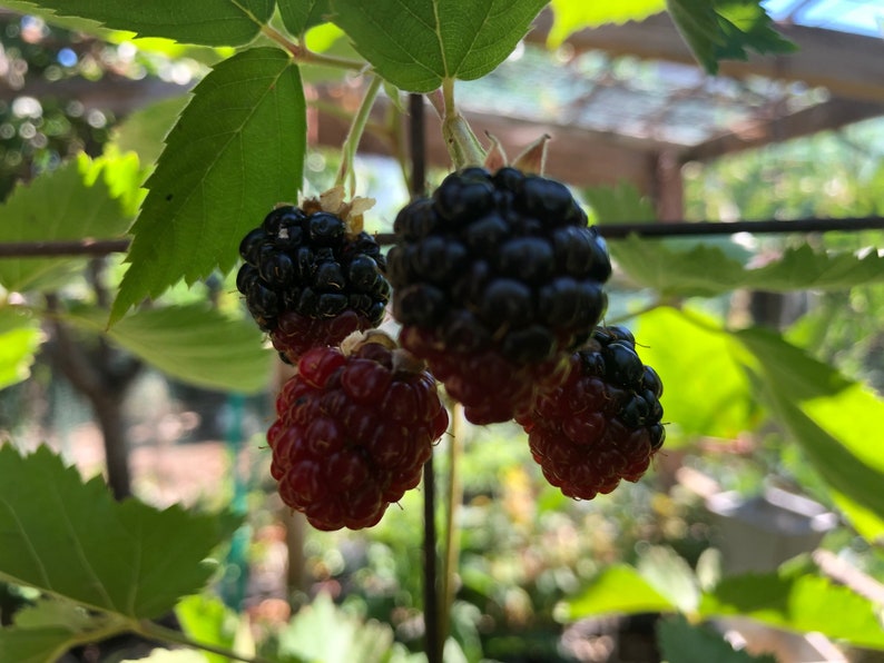 May include: Close-up of ripe blackberries and red raspberries growing on a vine. The berries are hanging from a trellis and are ready to be picked.