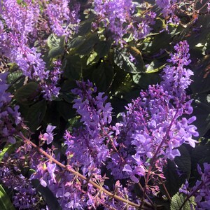 3 Starter Plants of Plectranthus ciliatus 'Zulu Wonder' Perennial Flower image 2