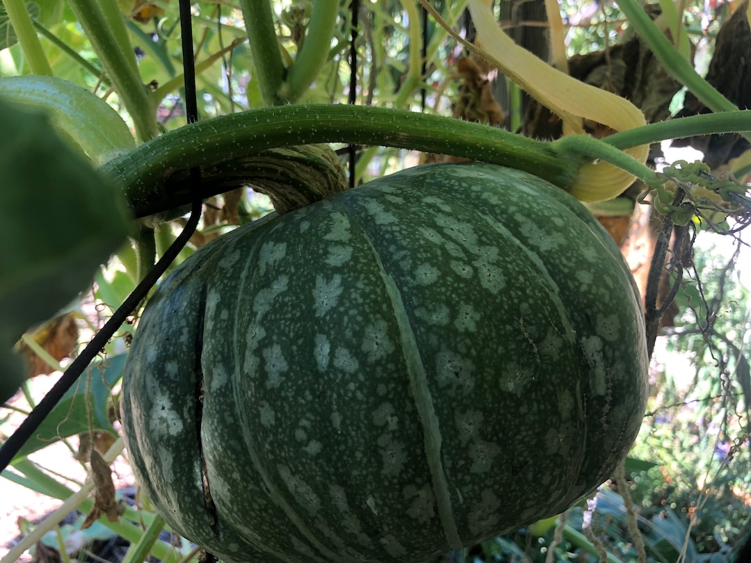Japanese Pumpkin Kabocha Squash 冬南瓜 - 15 Seeds - Etsy