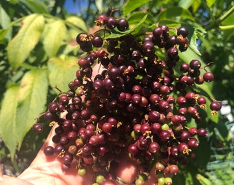 1 Starter Plant of Perennial  Elderberry Seeds 接骨木莓