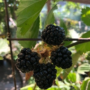 May include: Close-up of four ripe blackberries growing on a vine. The berries are clustered together and have a dark, glossy appearance.