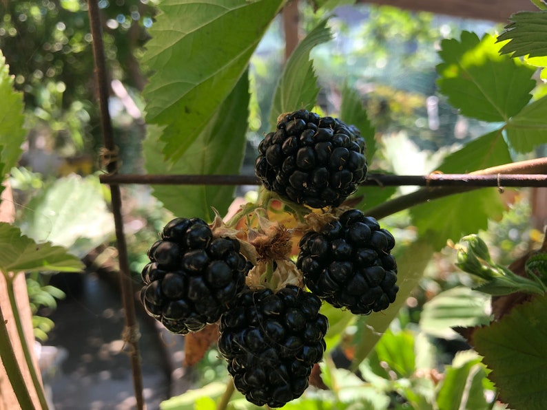 May include: Close-up of four ripe blackberries growing on a vine. The berries are clustered together and have a dark, glossy appearance.