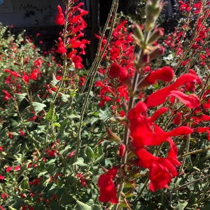 1 Starter Plant of Salvia Darcyi Perennial Flower image 3