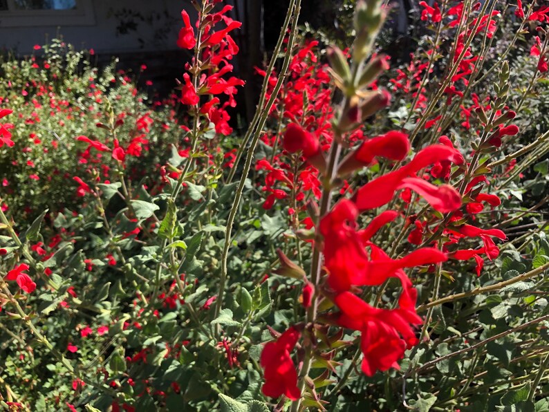 1 Starter Plant of Salvia Darcyi Perennial Flower image 3