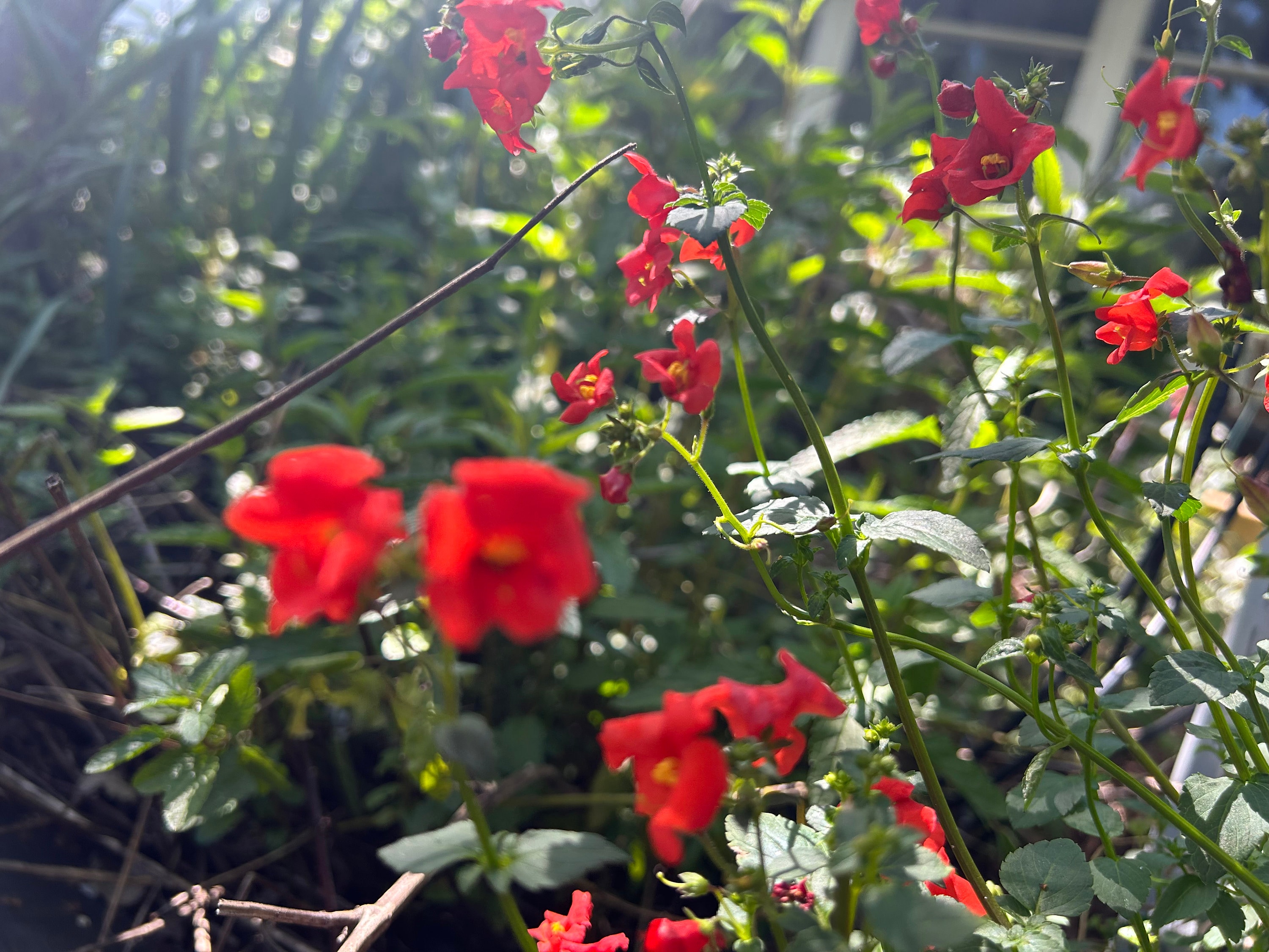 Alonsoa Meridionalis Red Perennial Flower - Etsy