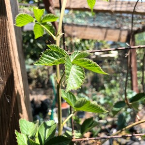 May include: A close-up of a green leafy plant growing on a trellis. The plant has several leaves with serrated edges. The leaves are in focus, while the background is blurred.