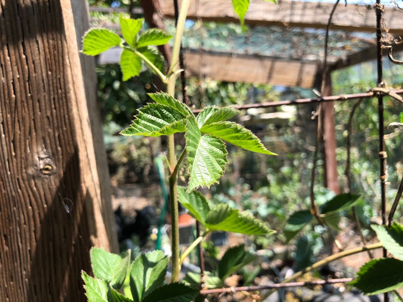 May include: A close-up of a green leafy plant growing on a trellis. The plant has several leaves with serrated edges. The leaves are in focus, while the background is blurred.