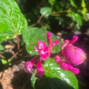1 Starter Plant of Salvia involucrata Rosebud Salvia Perennial Flower image 3