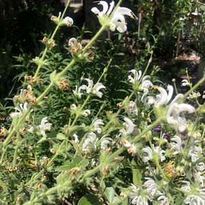 Salvia argentea Silver Sage 'Artemis' 30 Seeds image 5