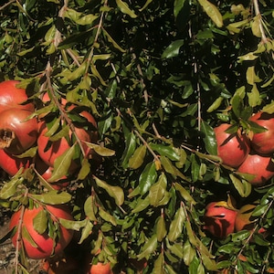1 Starter Plant of  Wonderful Pomegranate Tree
