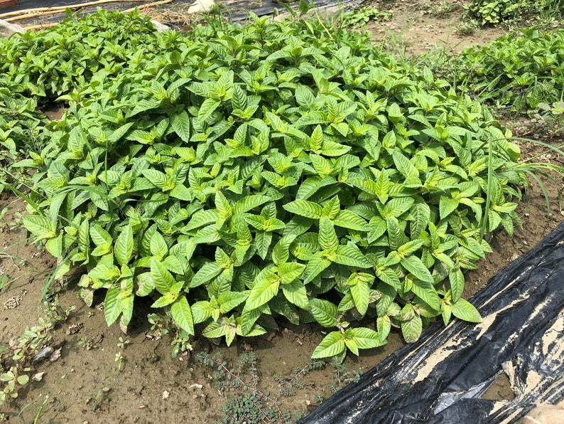 Grass Jelly Mesona Chinensis Seeds 50 Seeds taiwan Variety Etsy