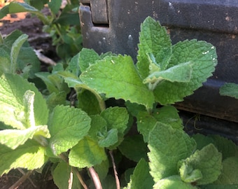 Perennial Apple Mint Mentha suaveolens