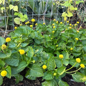 May include: A close-up of a patch of green plants with small, bright yellow flowers. The plants are growing in a garden setting.