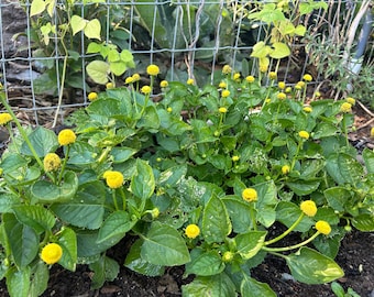 Spilanthes Seed, Toothache Cress - 50 Seeds