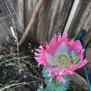 Papaver hybridum 'Danebrog' 30 Seeds 1 tsp like 1,000 seeds, we call 30 to eliminate buyers that count and dispute the seed count image 5