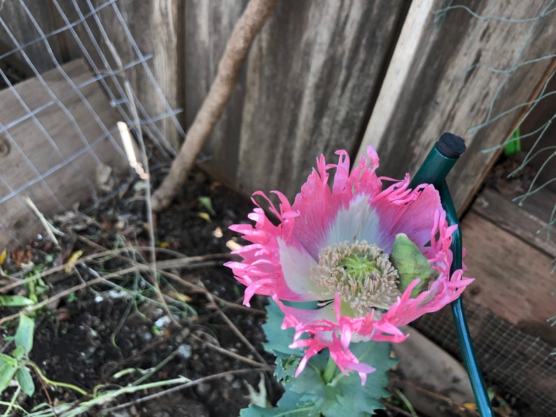 Papaver hybridum 'Danebrog' 30 Seeds 1 tsp like 1,000 seeds, we call 30 to eliminate buyers that count and dispute the seed count image 5