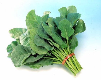 Kailaan Chinese Kale  Seeds 芥藍 - 200 Seeds