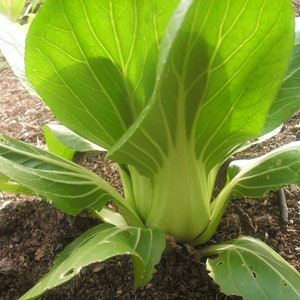 Chingensai Bok Choy Shanghai Green (Green Stem Chinese Cabbage)青江菜/上海青 - 200 Seeds