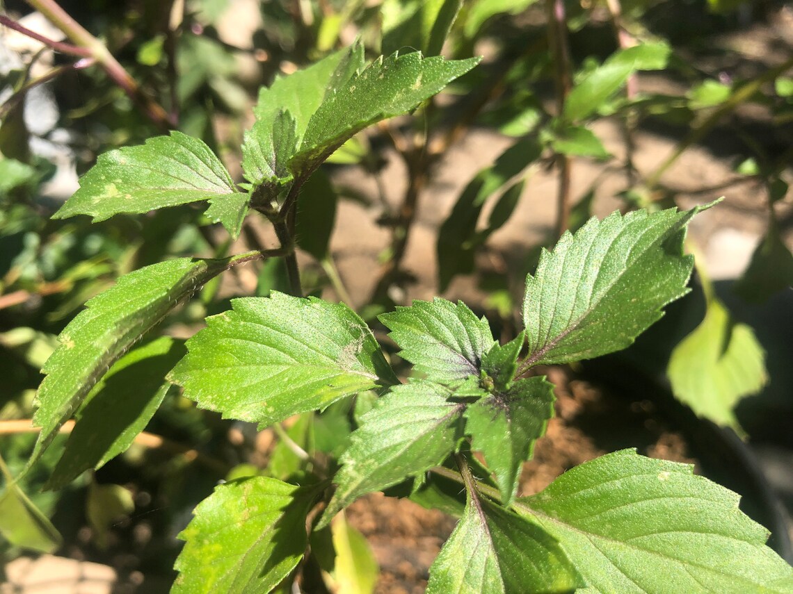 1 Plant of Perennial Basil Herbalea Wild Magic Custom Etsy