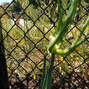 Egyptian Walking Onion Tree Onion, Allium proliferum Starter image 5