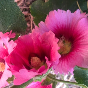 Hollyhock Old Farm Yard Perennial Flower image 1