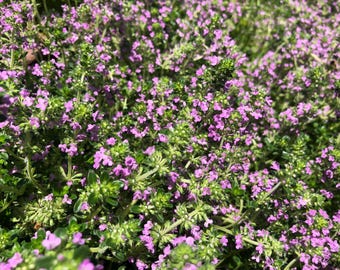 1 Starter Plant of Perennial Lemon Creeping Thyme Herb