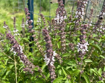 1 Starter Plant of Perennial African Blue Basil