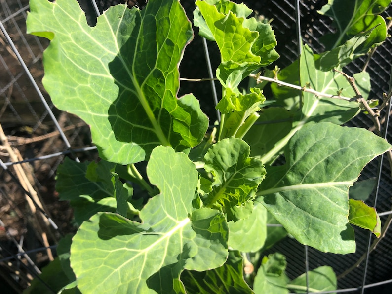 1 Starter Plant of Rooted Perennial Yellow Cabbage Collard - Etsy