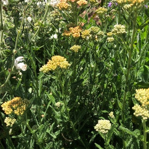 Achiella Achillea millefolium Colorado mixture Yarrow Perennial Flower image 9