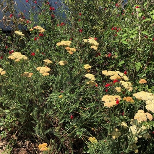 Achiella Achillea millefolium Colorado mixture Yarrow Perennial Flower image 4