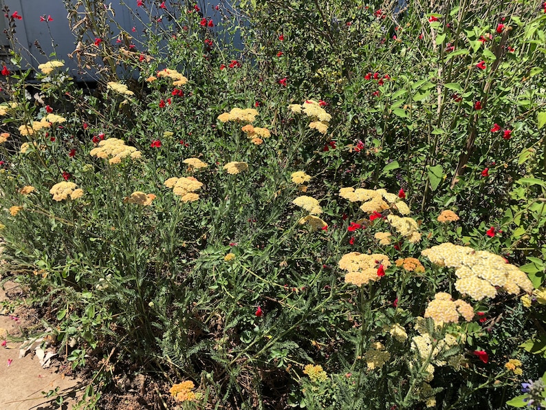 Achiella Achillea millefolium Colorado mixture Yarrow Perennial Flower image 4