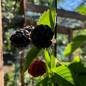 May include: Close-up of a blackberry bush with three ripe blackberries and one red blackberry. The blackberries are growing on a vine with green leaves.